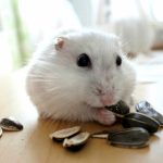 【保存版】ハムスターのエサについてのあれこれ