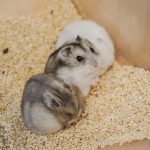 ハムスターを飼う上で最低限のアイテム７選