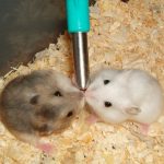 ハムスター生活やることリスト